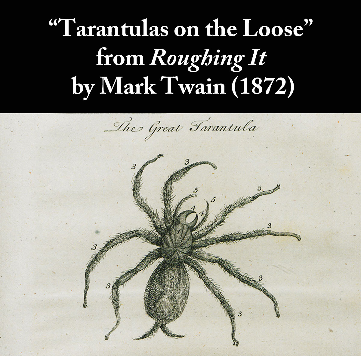 Tarantulas on the Loose from Roughing It by Mark Twain (1872)